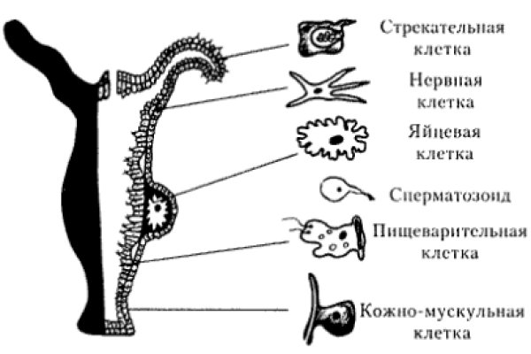 Где купить наркотиков