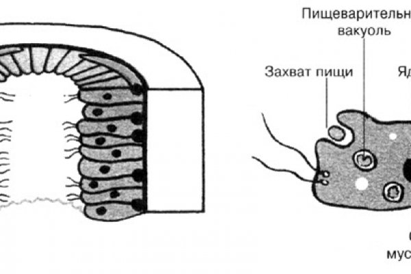 Kraken зеркало тор onion top